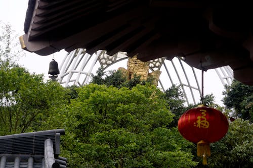 A red lantern hanging from a tree branch