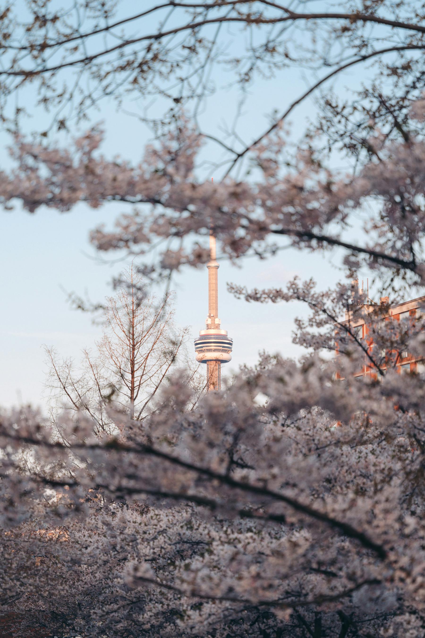 between trees view of cn tower in toronto in canada