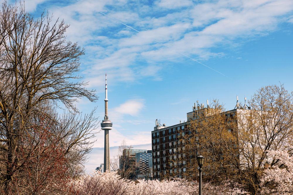 View of Toronto's CN Tower with blooming cherry blossoms and city buildings on a clear spring day.