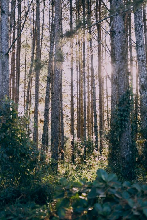 Free A serene forest scene with sunlight filtering through tall trees, capturing nature's tranquility. Stock Photo
