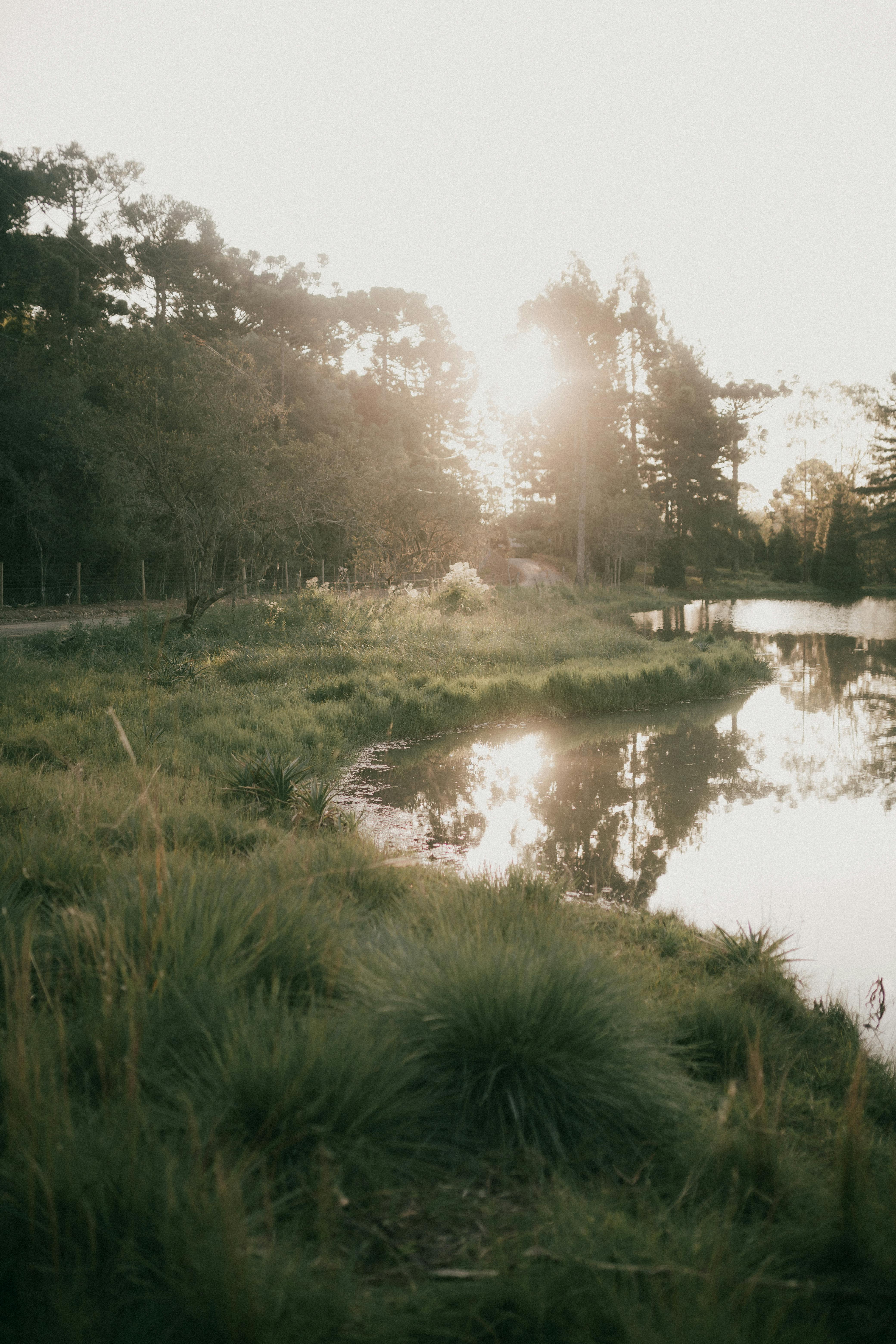 Calm lakeside scene with grass and trees reflecting the warm sunset glow.