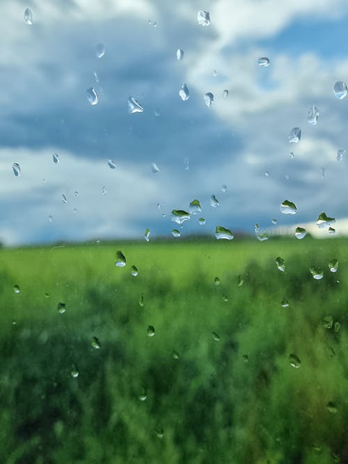 Photos gratuites de aime la nature, amour vert, après la pluie