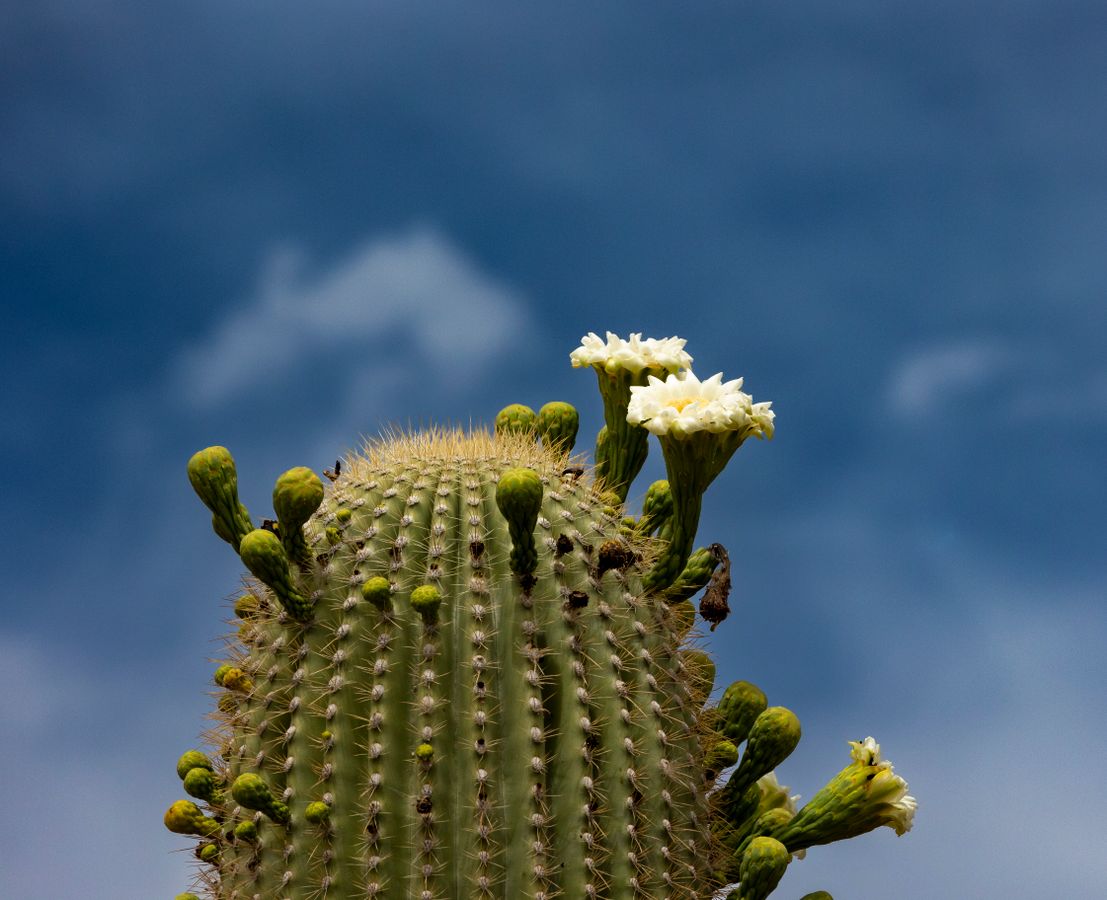 White saguaro cactus blossoms blooming in the Arizona desert at sunrise