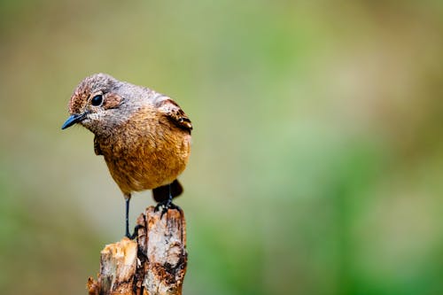 노래하는 새, 동물, 밀림의 무료 스톡 사진