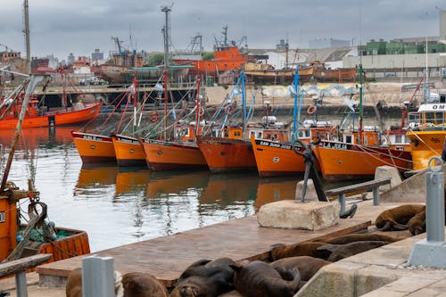 Darmowe zdjęcie z galerii z barcos pesqueiros, łodzie, morze