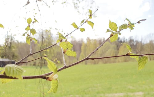 Základová fotografie zdarma na téma březový list, bříza, břízy