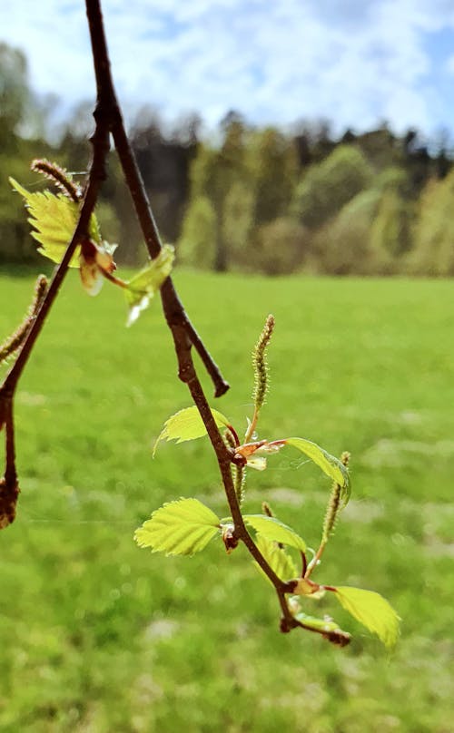 Základová fotografie zdarma na téma alergie, březový list, bříza