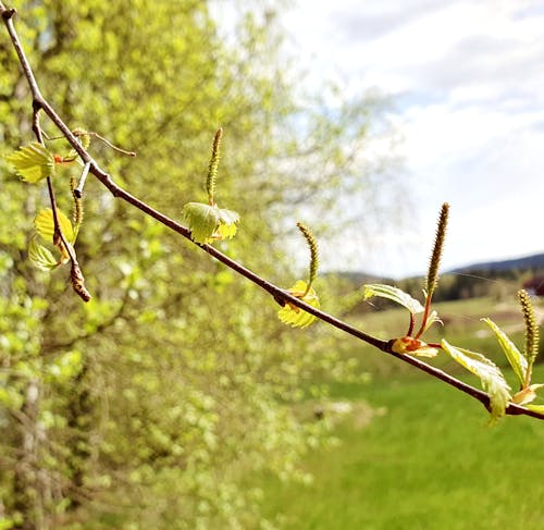 Základová fotografie zdarma na téma alergie, březový list, bříza