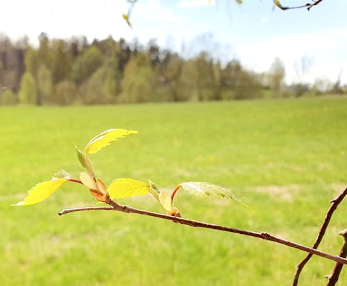 Základová fotografie zdarma na téma březový list, bříza, břízy