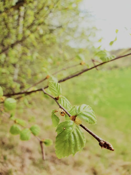 Základová fotografie zdarma na téma březový list, bříza, břízy