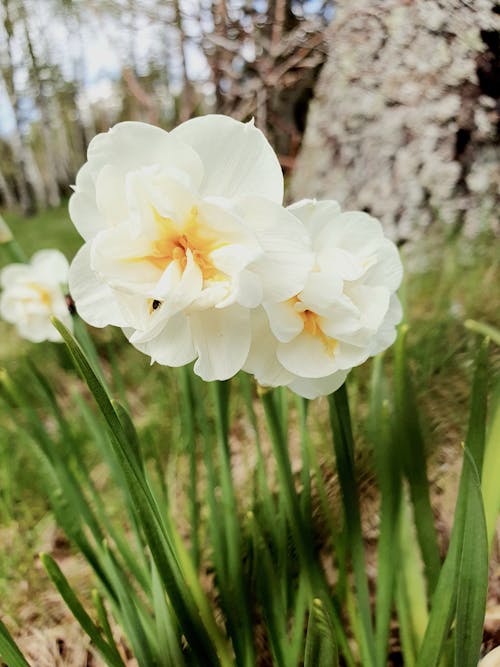 Základová fotografie zdarma na téma bílé květy, flóra, jarní květiny