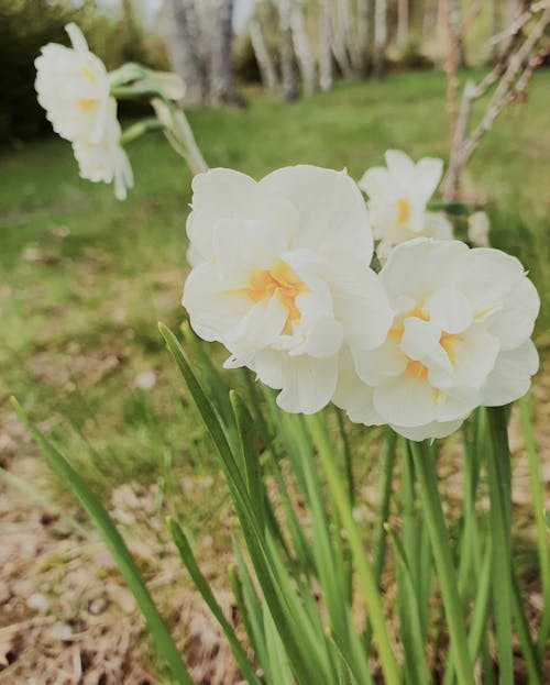 Základová fotografie zdarma na téma bílé květy, flóra, jarní květiny
