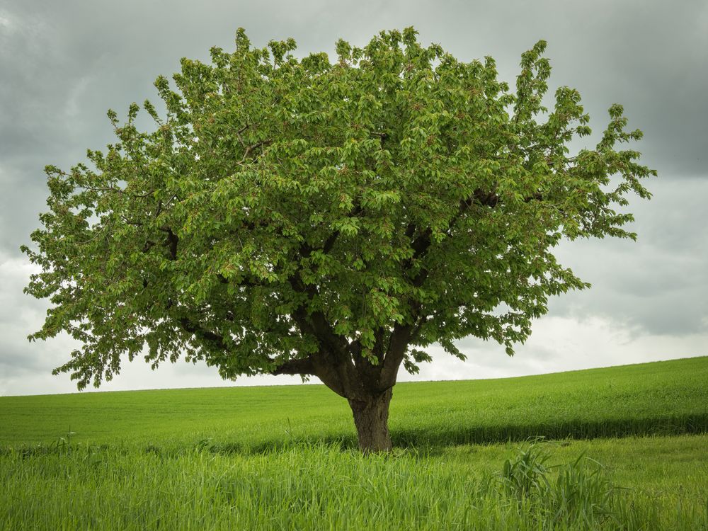 Tree in the Middle of Green Fields · Free Stock Photo