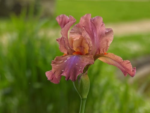 Free stock photo of bearded iris, beautiful flower, beauty of nature