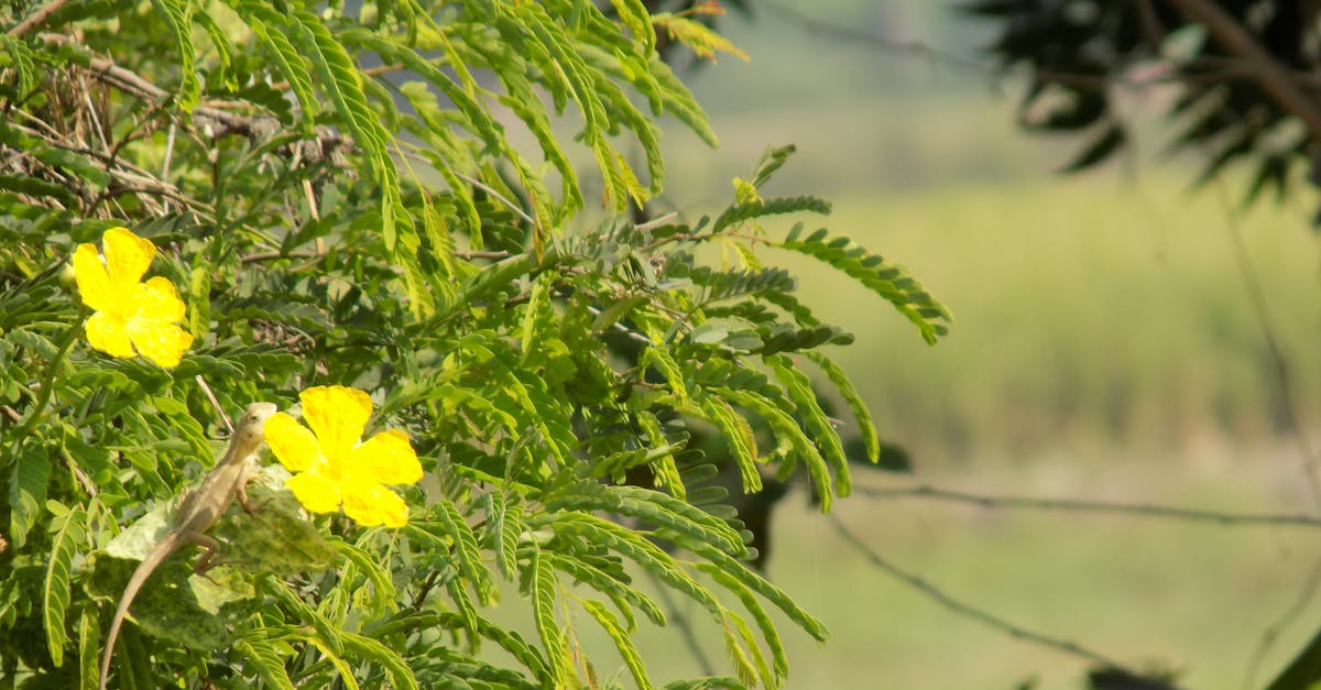 Free stock photo of bokeh, nature, yellow