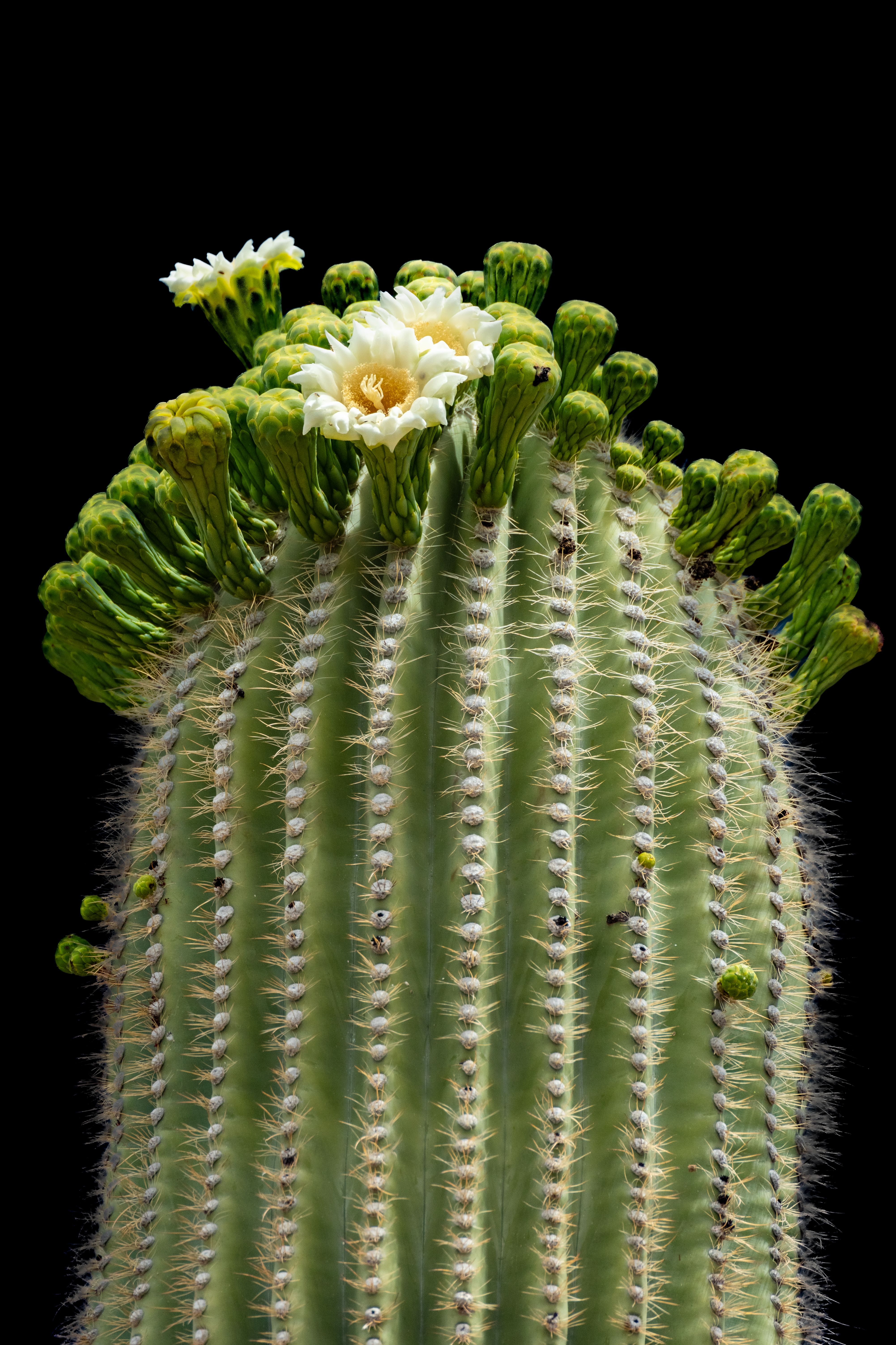 mammillaria nana Mammillaria zeilmanniana
