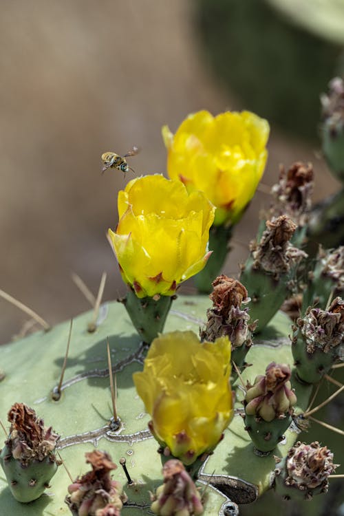 Immagine gratuita di ape da miele, cactus, fico d'india