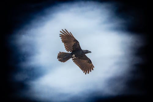 Immagine gratuita di azzurro, cielo, corvo