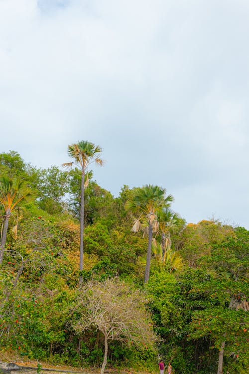 Foto d'estoc gratuïta de a l'aire lliure, arbre, brillant