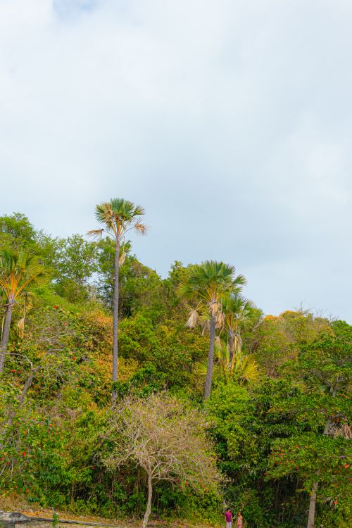 Free Vibrant green palm forest with tall trees under a cloudy sky, capturing the essence of tropical nature. Stock Photo
