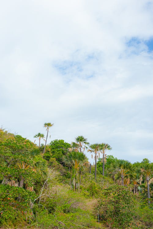 A hillside with palm trees and a blue sky