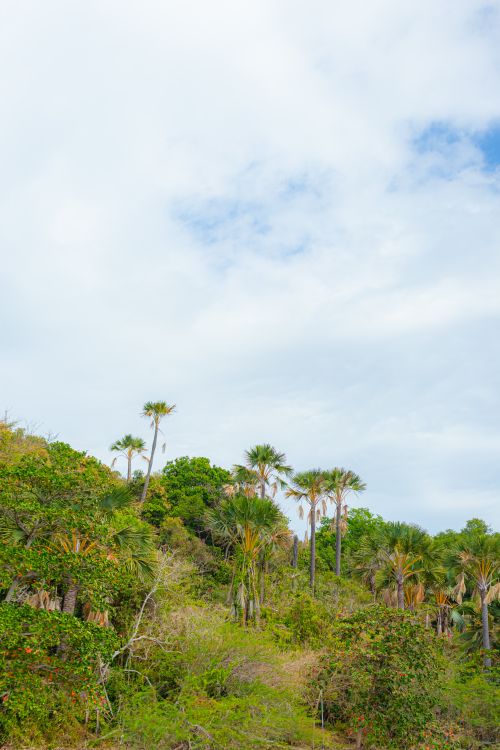 Free A verdant tropical forest scene with tall palm trees under a cloudy sky, showcasing nature's beauty. Stock Photo