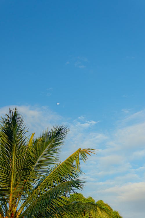 A palm tree and a blue sky with a moon