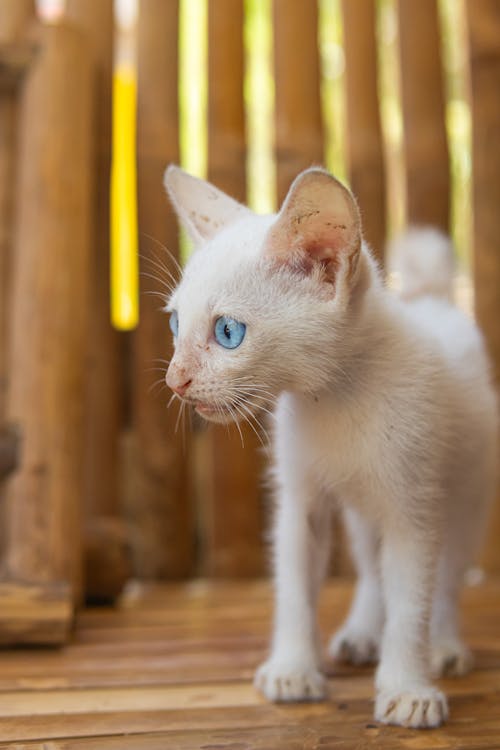 가족, 고양이, 귀여운의 무료 스톡 사진