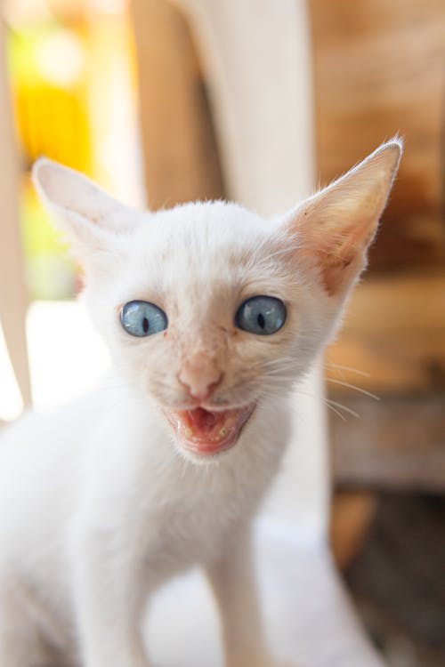 고양이, 귀여운, 눈의 무료 스톡 사진
