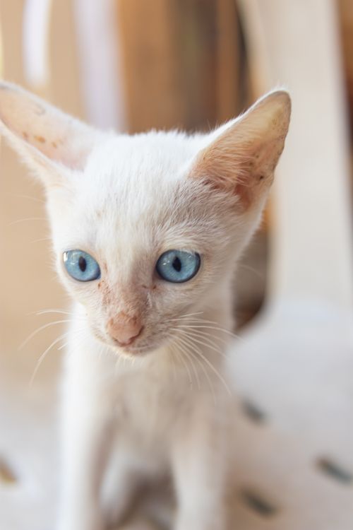 Free Adorable white kitten with striking blue eyes gazing forward. Stock Photo