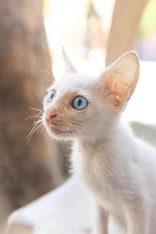 Free Close-up of a curious white kitten with striking blue eyes looking upwards in natural light. Stock Photo