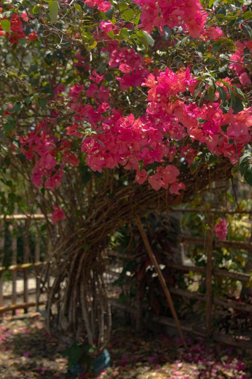 Free Stunning pink bougainvillea blooms cascade in a vibrant garden setting, perfect for nature themes. Stock Photo