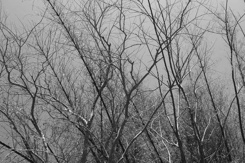 Free Monochrome image showcasing the intricate patterns of barren tree branches in winter. Stock Photo