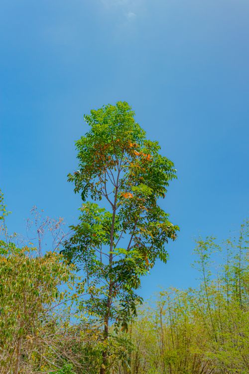 Free A solitary tall tree stands against a clear blue sky in a rural meadow during summer. Stock Photo