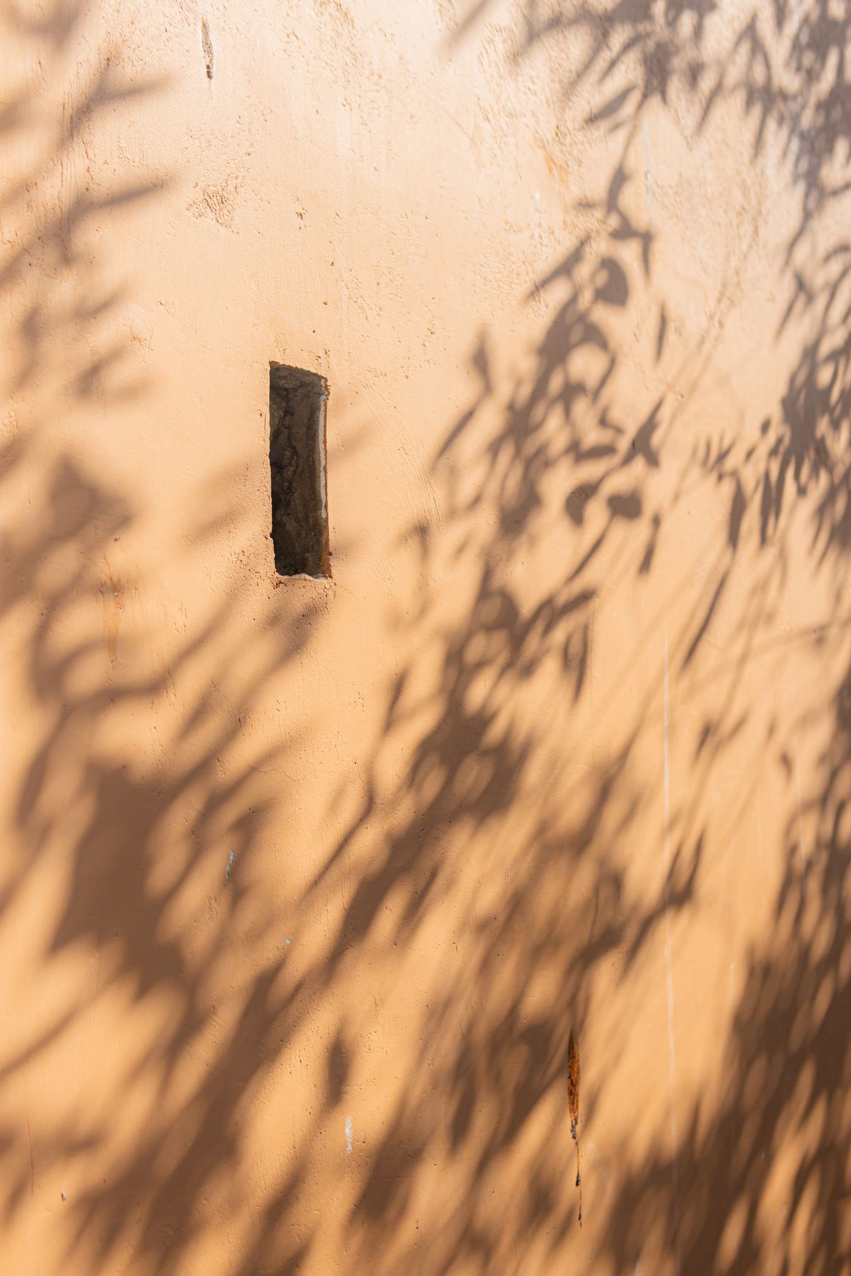 Tree Shadow on Wall · Free Stock Photo