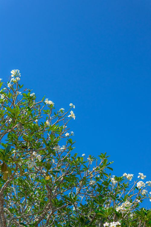 Free Capture a serene view of a plumeria tree in full bloom against a clear blue sky, perfect for nature enthusiasts. Stock Photo