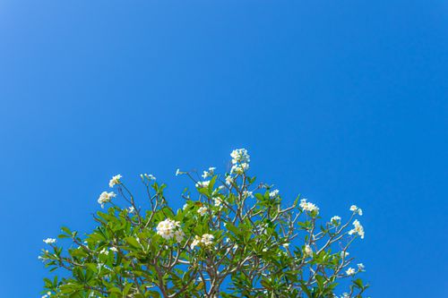 Free A lush green tree with white blossoms under a bright blue sky, symbolizing spring. Stock Photo