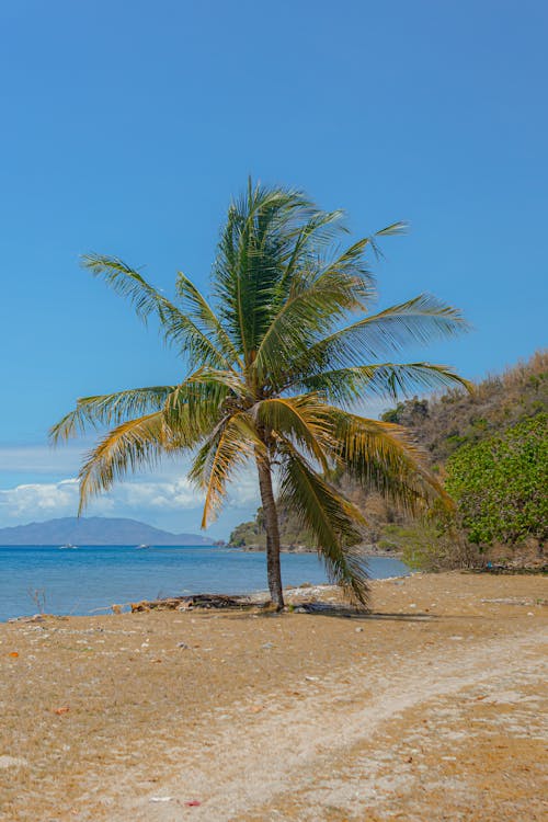 A lone palm tree on the beach near the ocean