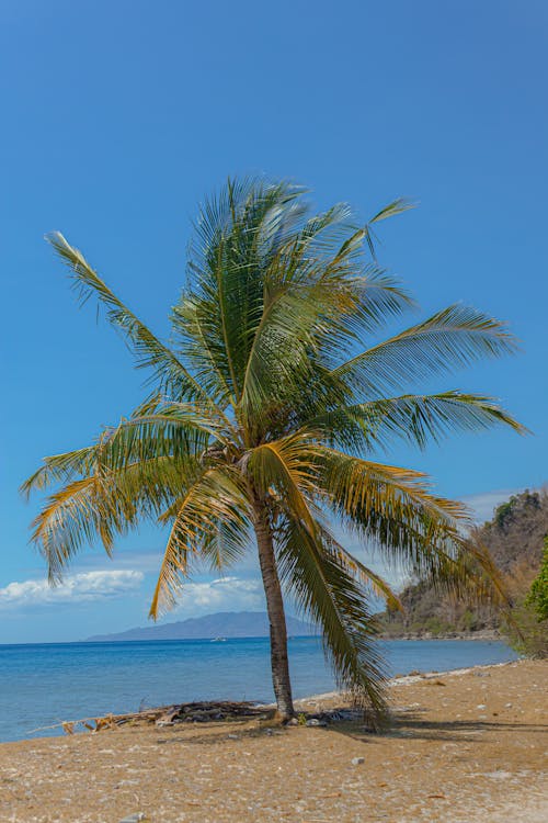 A palm tree on the beach