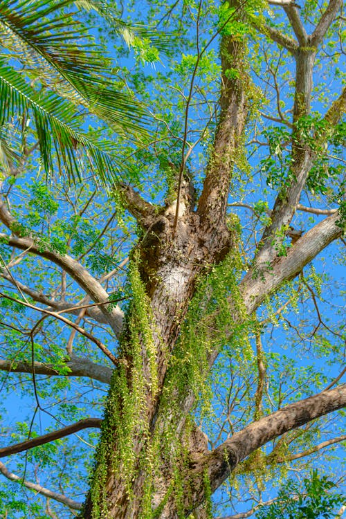 A tree with a green mossy top and blue sky