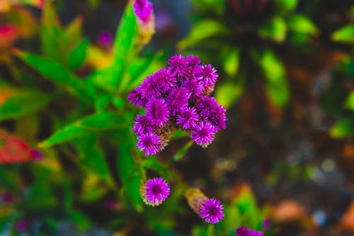 A close up of purple flowers in a garden