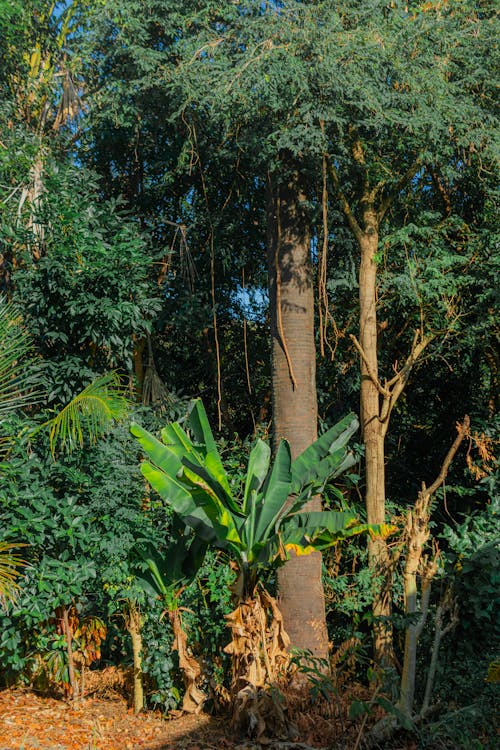 A large tree with a banana plant growing out of it