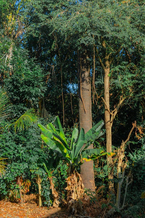 Fotos de stock gratuitas de agricultura, al aire libre, árbol