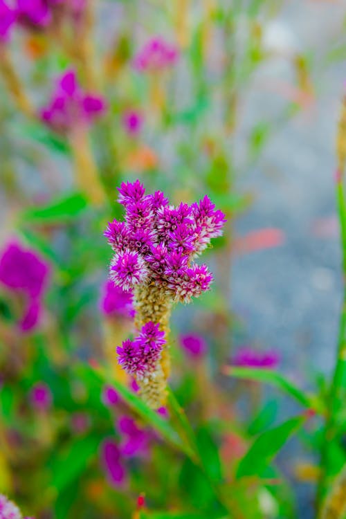 A close up of purple flowers in a garden