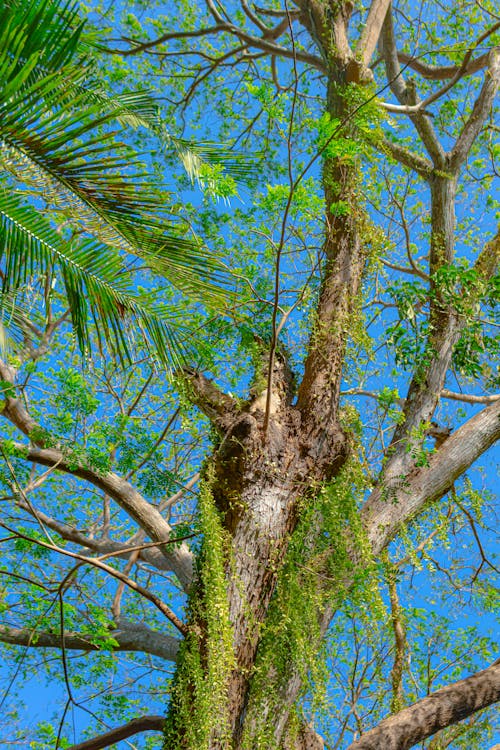 A tree with a green mossy top and a blue sky