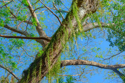 A tree with green leaves and moss on it