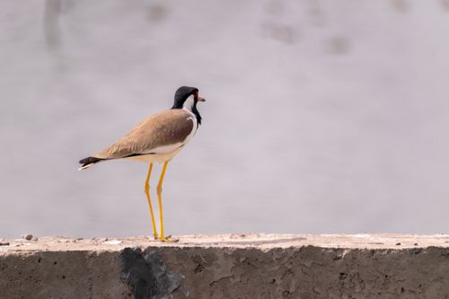 Free A solitary red-wattled lapwing stands on a concrete wall against a blurred background. Stock Photo