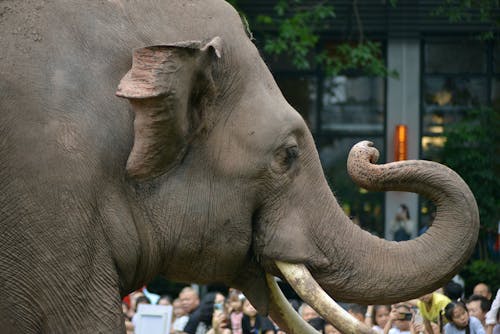 Imagine de stoc gratuită din animal, arbore, elefant