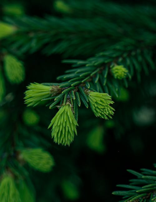 A close up of a green pine tree with green needles