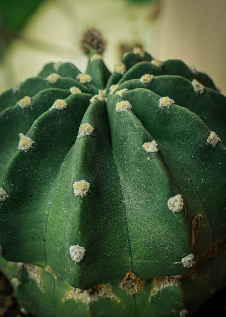 Detailed close-up of a green cactus with sharp spines, showcasing natural beauty.